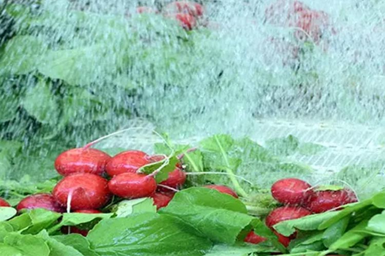 مولد HOCL لعملية الأغذية مولد HOCL لعملية الأغذية