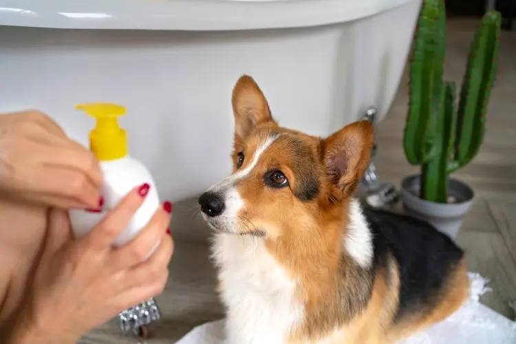 Is It Safe for All Pets? Is It Safe for All Pets?