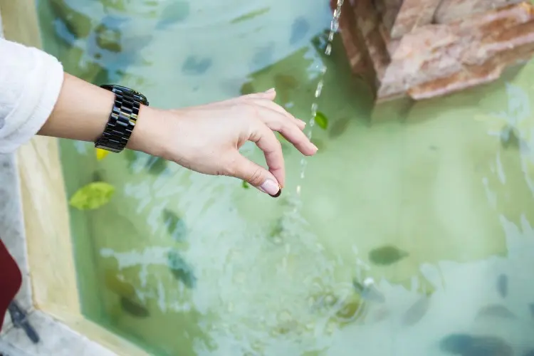 Guide de traitement des eaux vertes