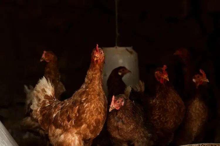 Poultry Farm Disinfection Secrets Exposed Poultry Farm Disinfection Secrets Exposed