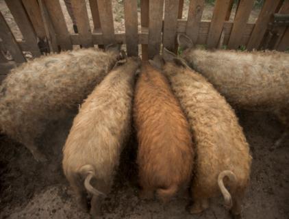 Livestock Odor Control Made Simple