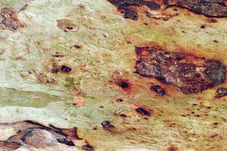 Can You Use Sodium Hypochlorite on Outdoor Wood Surfaces?