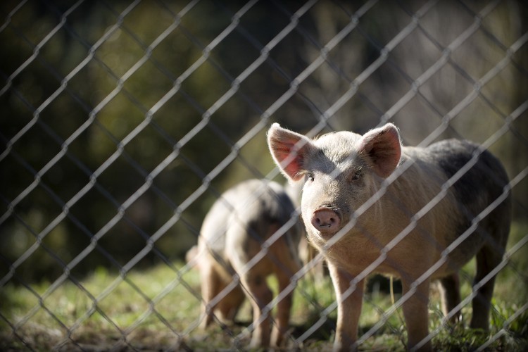 Pig Farm Disinfection Pool Secrets Pig Farm Disinfection Pool Secrets