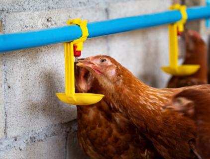 disinfecting products safe for livestock