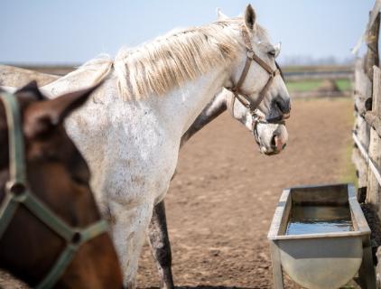 Can You Use Hypochlorous Acid on Horses?