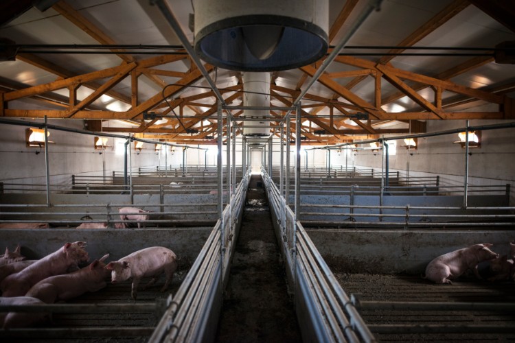 Smart Pig Farm Disinfectant Guide