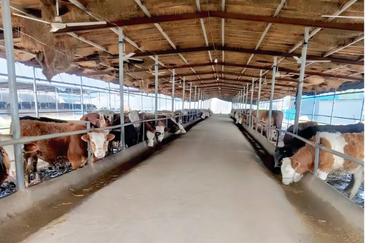 Maximizing the Benefits of Hypochlorous Acid in Your Farm