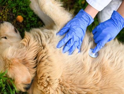 Is Hypochlorous Acid Safe for Pets? ​ Unveiling the Truth