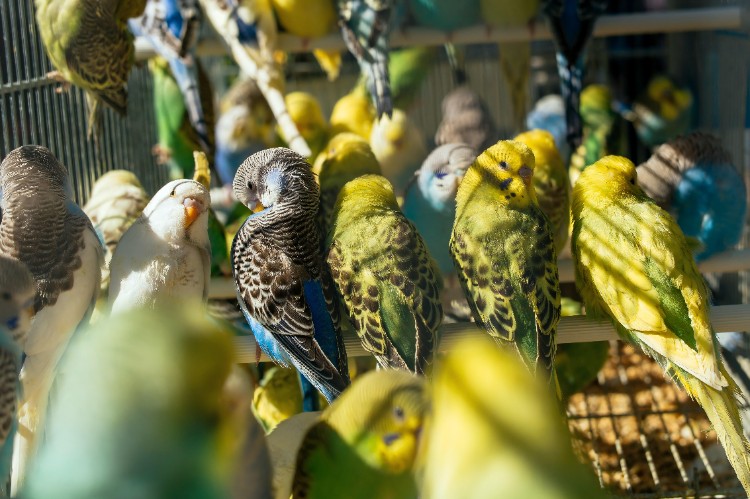 Is Hypochlorous Acid Safe for Parrots? Is Hypochlorous Acid Safe for Parrots?