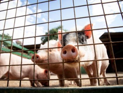 Desinfección de granjas porcinas bien hecha
