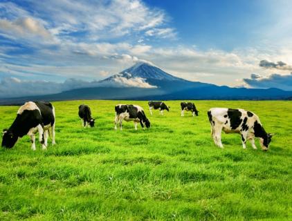 Best Farm Disinfectant A Safe Solution That Works