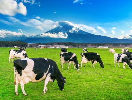 Disinfektan yang digunakan di Ladang Tenusu