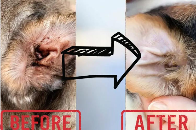 Применение хлорноватистой кислоты при ранениях животных Application of hypochlorous acid in animal wounds