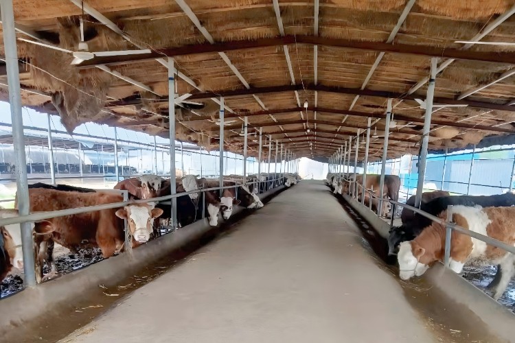Stop the Spread: Disinfection That Saves Poultry Farms