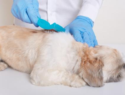 The Ultimate Guide to Hypochlorous Acid for Pet Care
