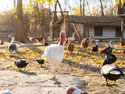 Poultry Farm Disinfectants Explained