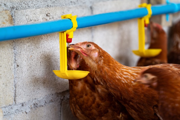 disinfecting products safe for livestock