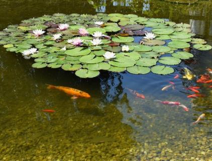 Pond Water Treatment Guide