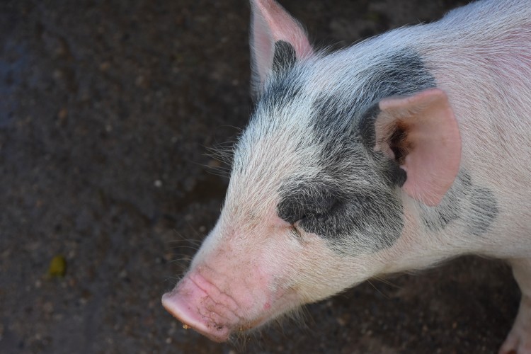 Types of Pig Farm Disinfectant