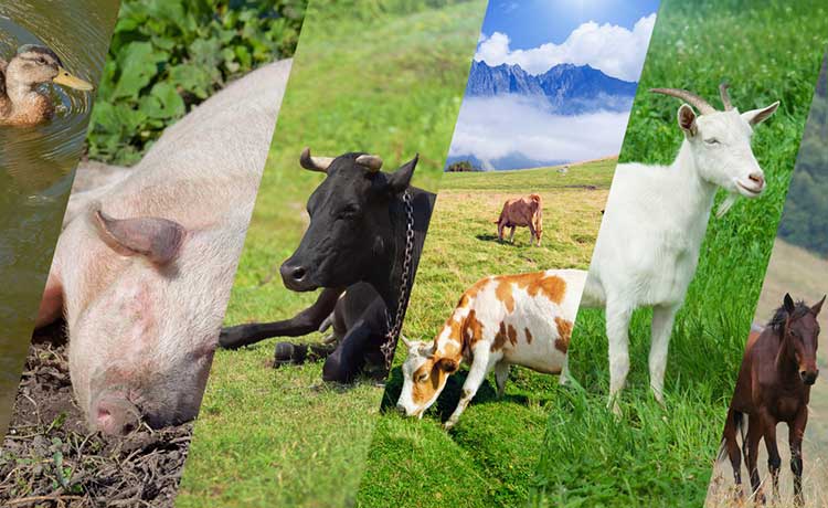 Disinfection System for Livestock Farming