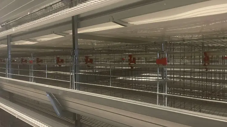 What Disinfectant Is Safe for Chickens? What Disinfectant Is Safe for Chickens?