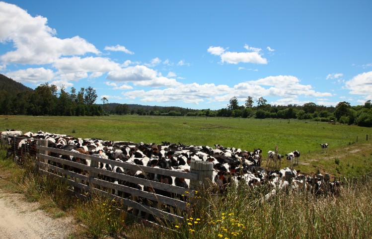 Clean Farm = Happy Cows = More Milk