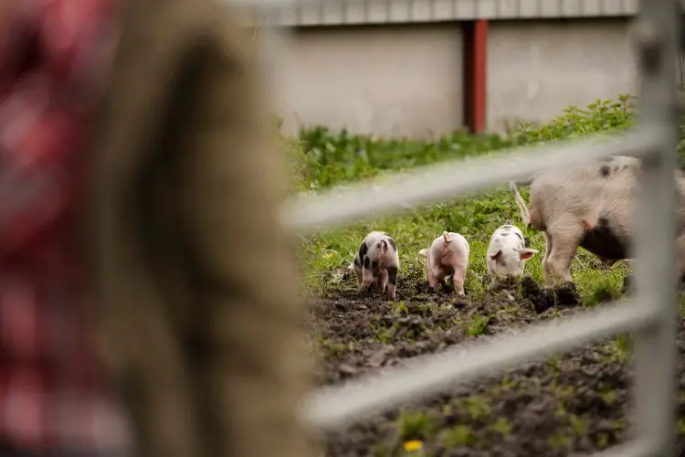 Farming Fails Without Disinfection