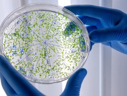 ¿El ácido hipocloroso mata la Candida?