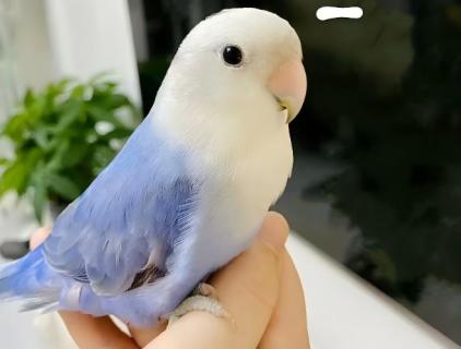 Is Hypochlorous Acid Safe for Parrots?