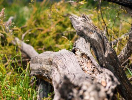Does Hypochlorite Damage Wood? - The Risks of Using Sodium Hypochlorite on Wood Surfaces