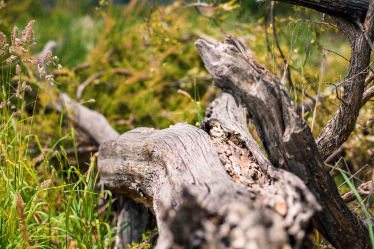 Does Hypochlorite Damage Wood? - The Risks of Using Sodium Hypochlorite on Wood Surfaces