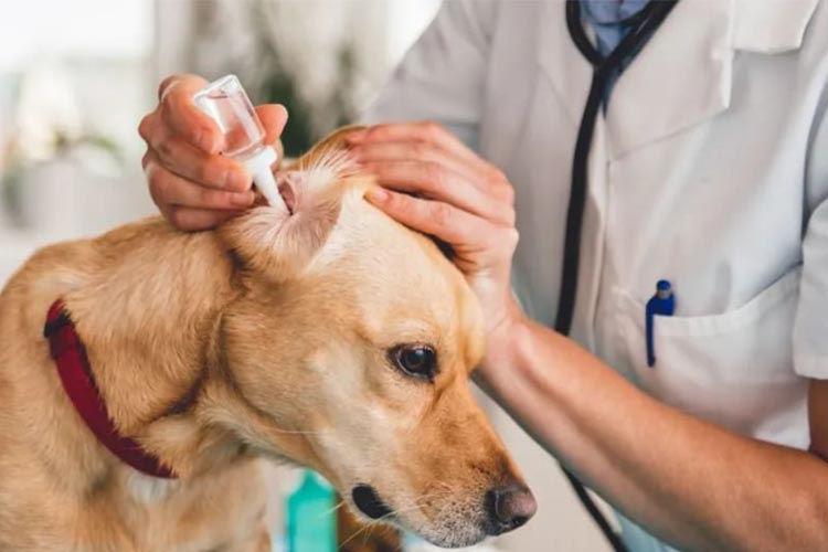 ペットの慢性外耳炎予防に次亜塩素酸 Hypochlorous acid for pet chronic externalotitis prevention