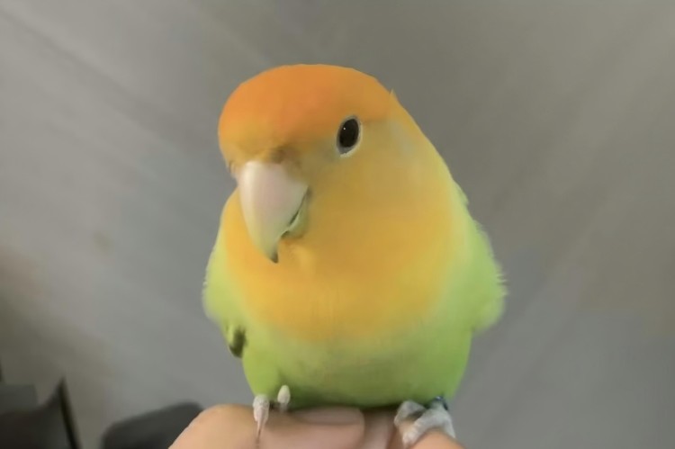 Safety of Hypochlorous Acid Around Parrots Safety of Hypochlorous Acid Around Parrots
