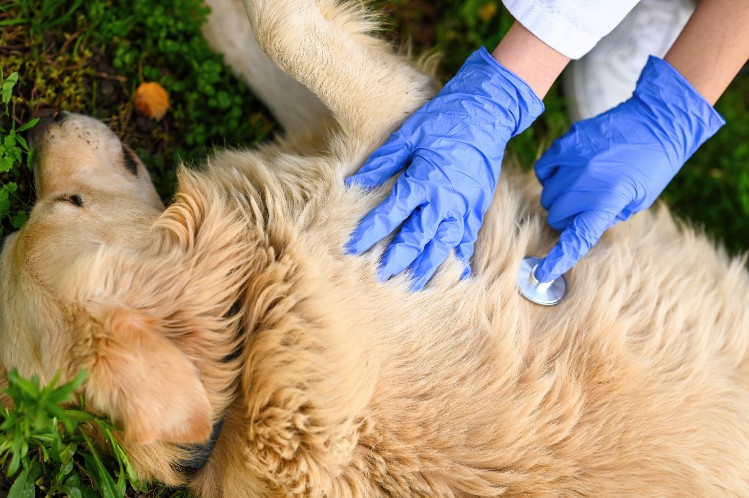 Is Hypochlorous Acid Safe for Pets?  Unveiling the Truth