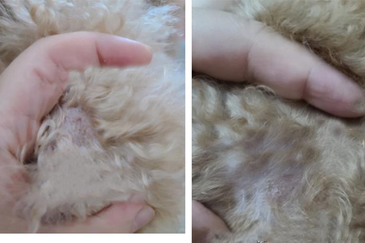 Hypochlorous acid is used in pet care