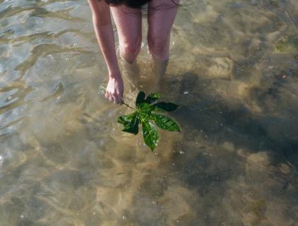 Are Water Plants Bad for Nature