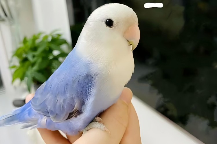Is Hypochlorous Acid Safe for Parrots?-Shine HOCl